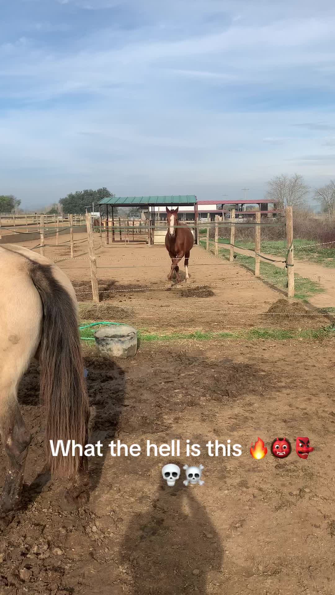 @TikTok Farrier