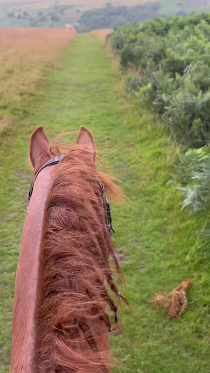 @Horses <3