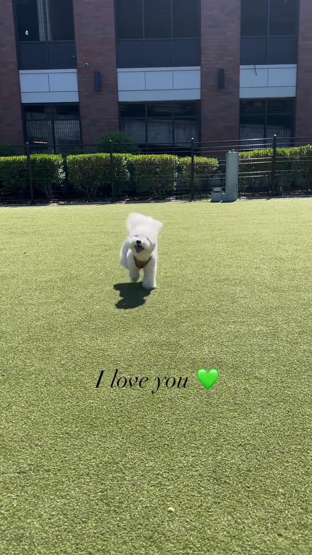 @Rui the Bichon