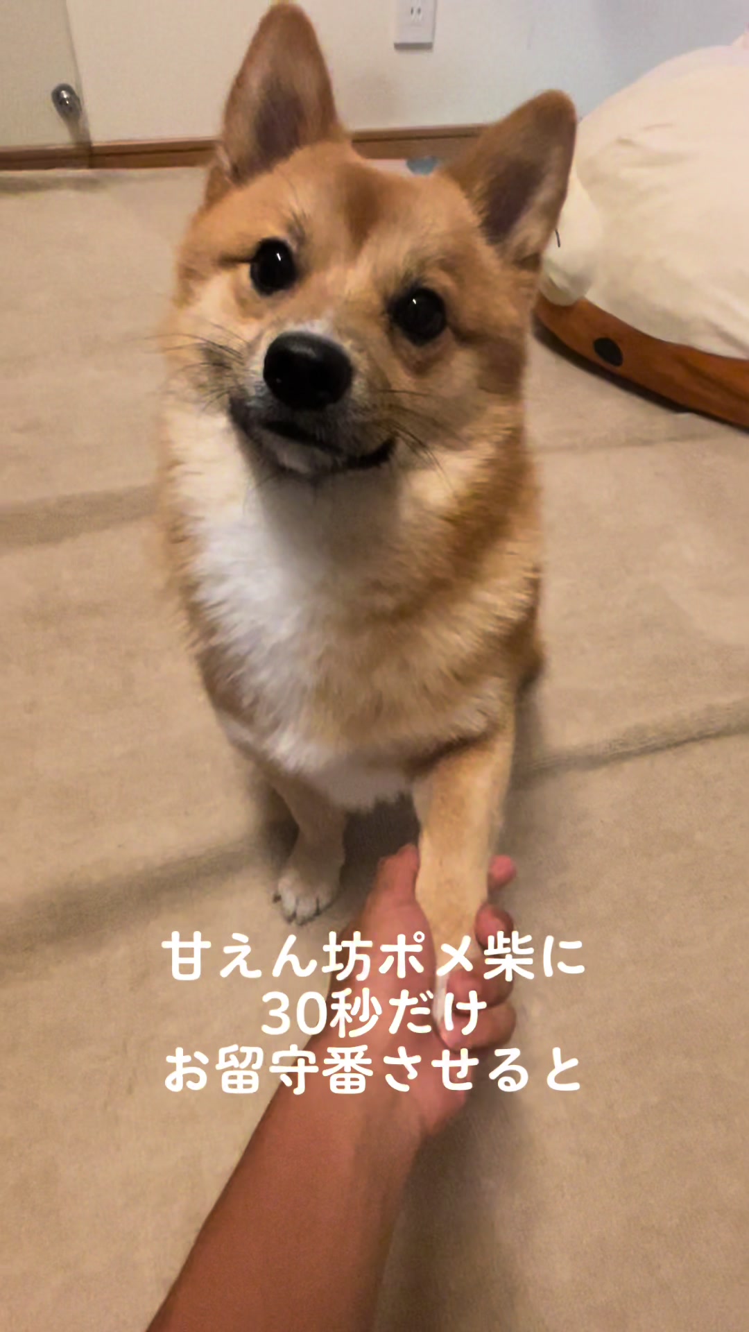 @ポメ柴もなか(もちゃ)୭