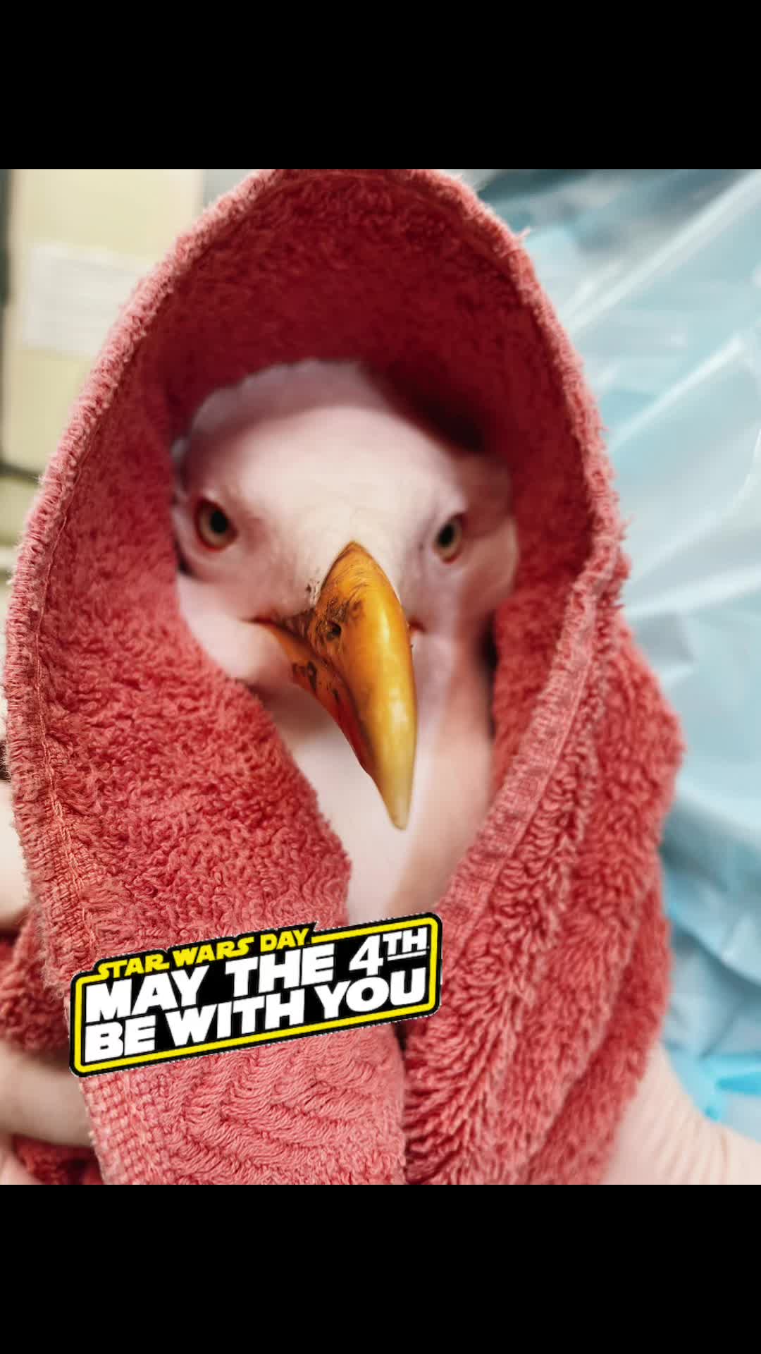 @StapeleyWildlifeRehab