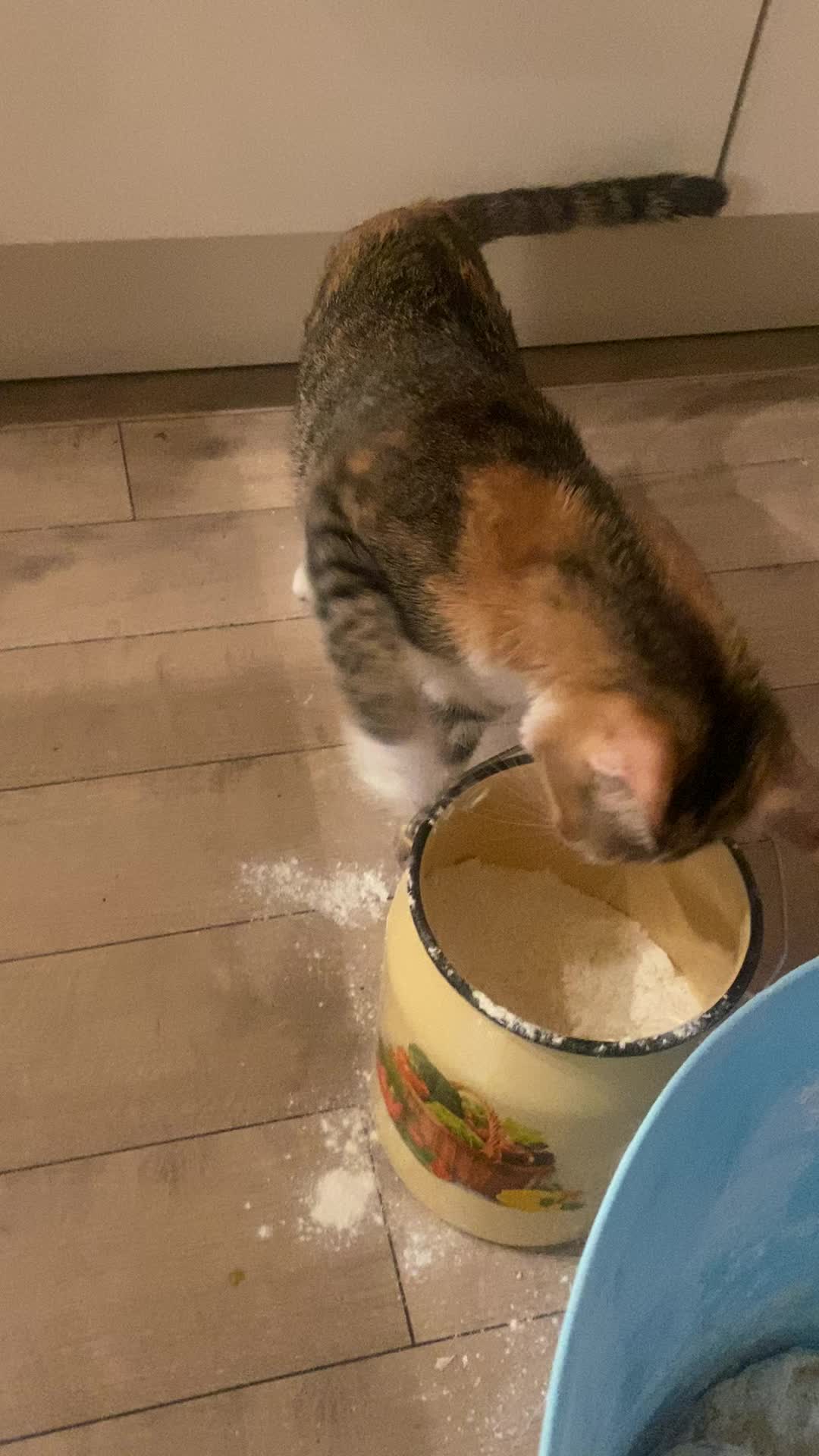 @mysterymiau
