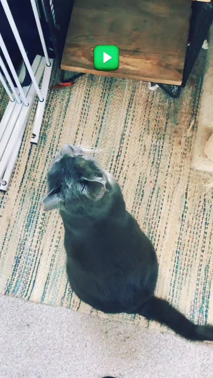 @Grayartcat