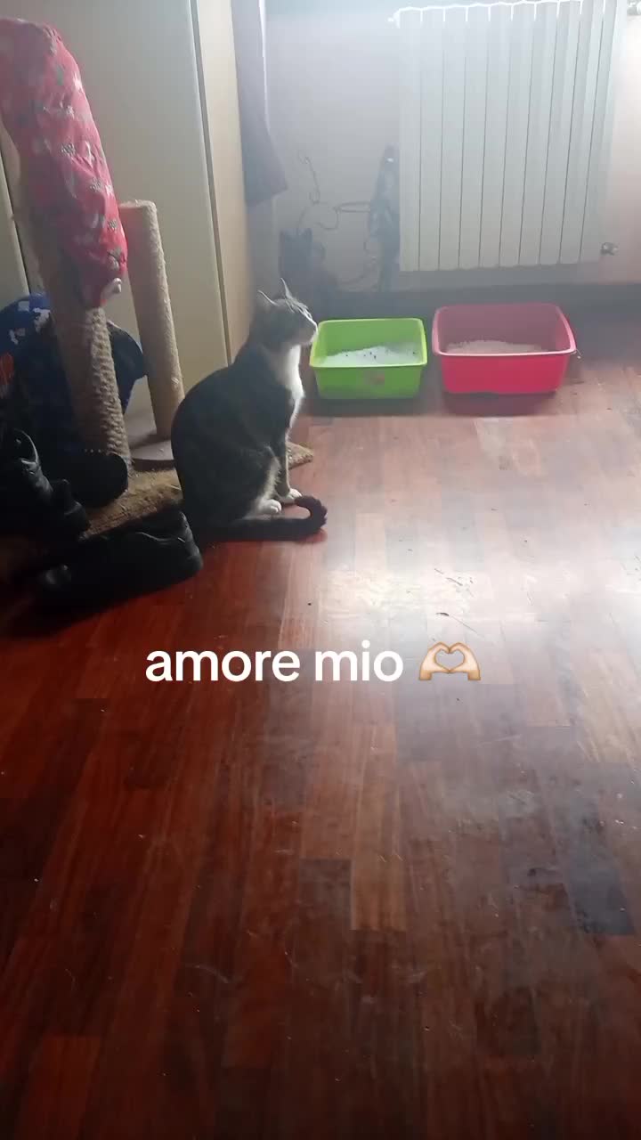 @🐈&zwj;⬛fusa01