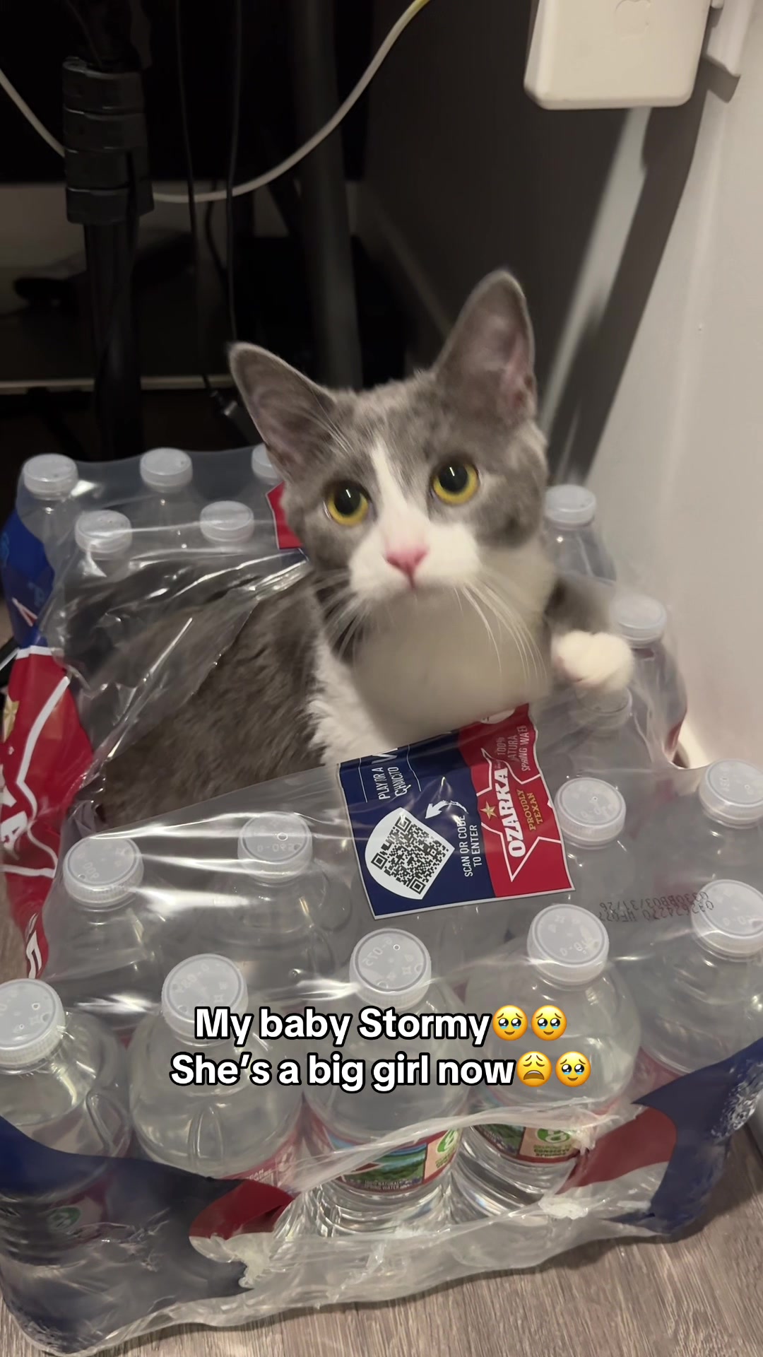 @Whiskey and Stormy