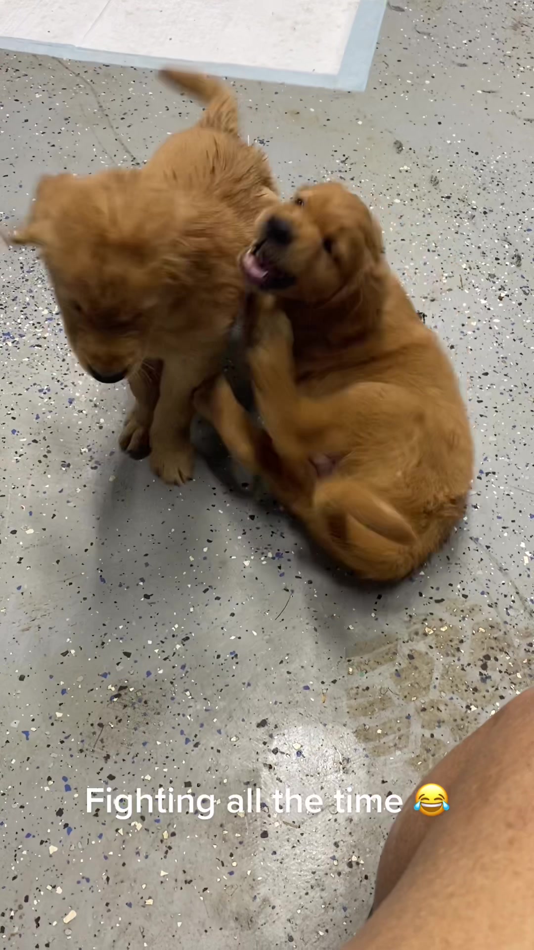 @Family full of goldens