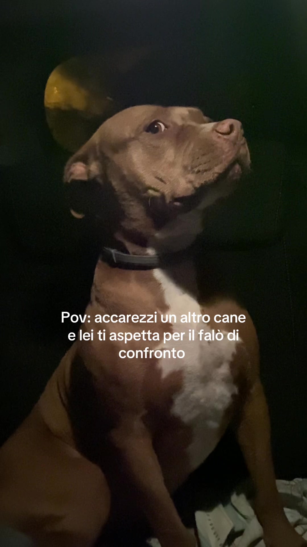 @Dea 🐾