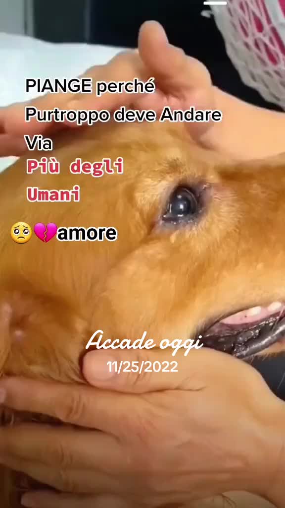 @🌹S❤️🐾🐶Jago🐶🐾❤️