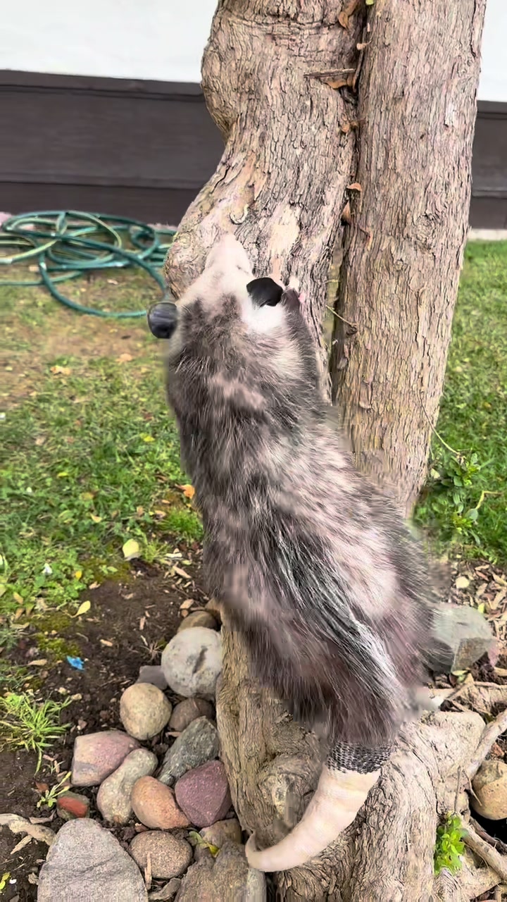 @Poppy Opossum