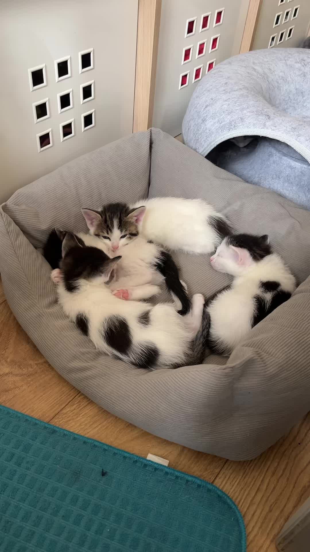 @Tootie The Cat