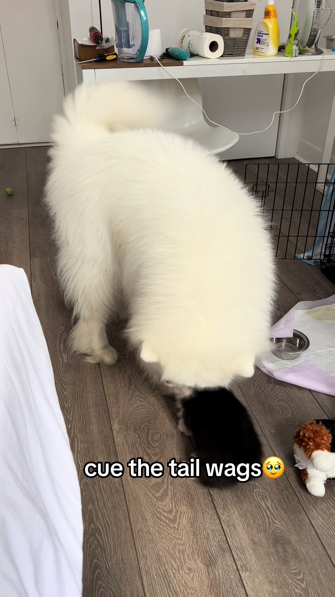 @Biff the Samoyed