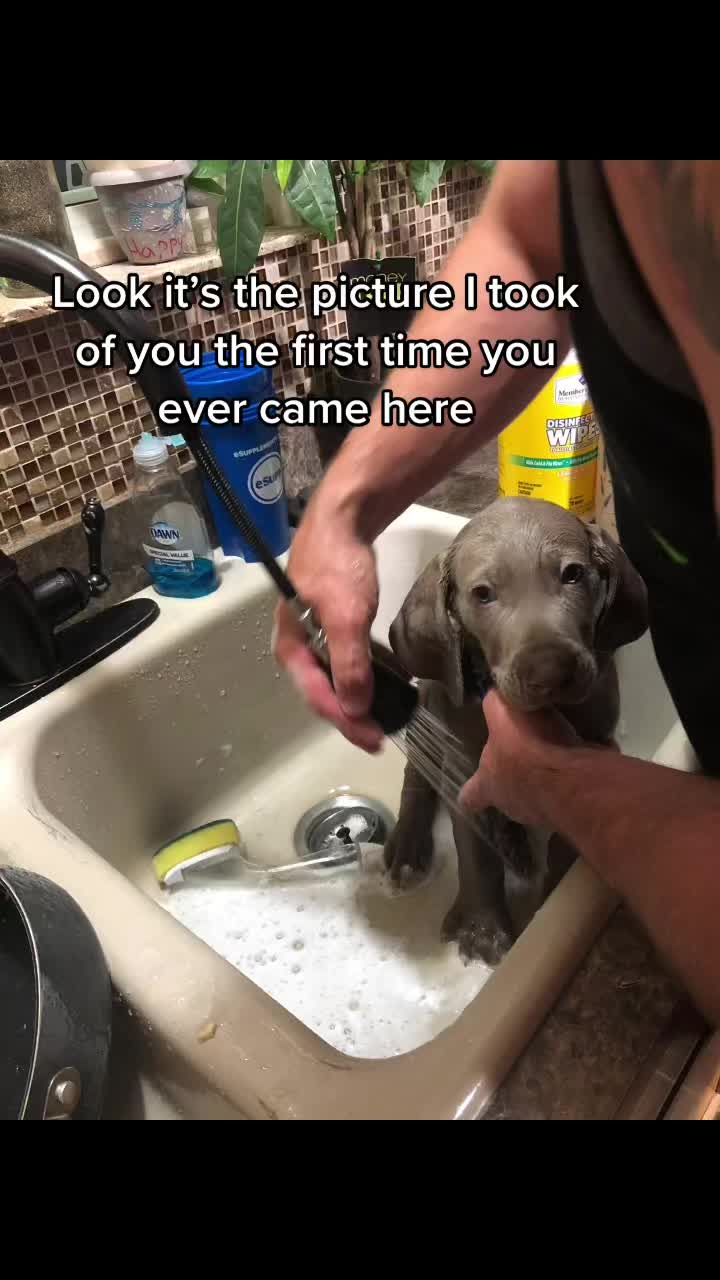 @Rebel🐶 🐾