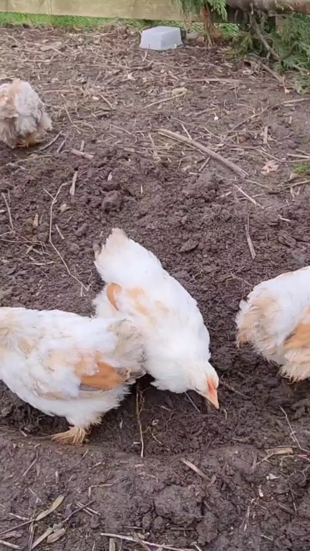 @Little Laying Chickens Shop