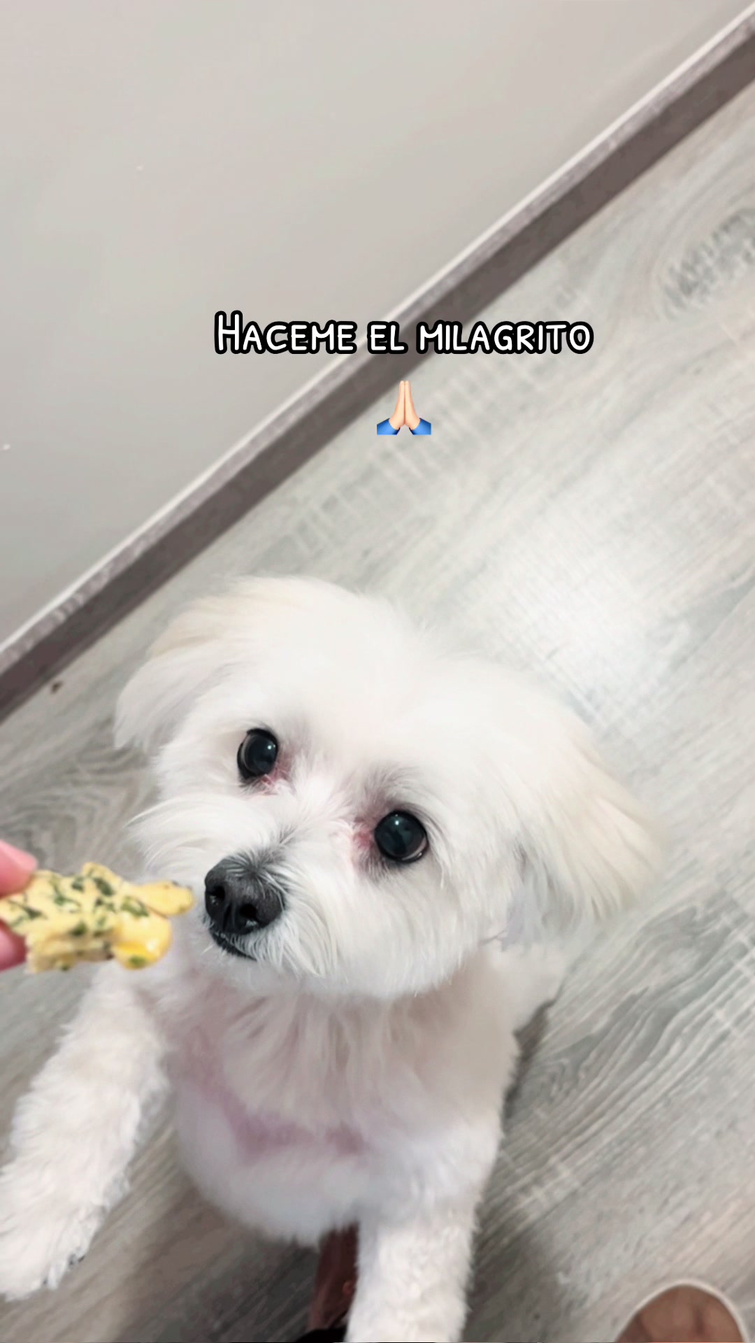 @Darla 🧡🐶🧡