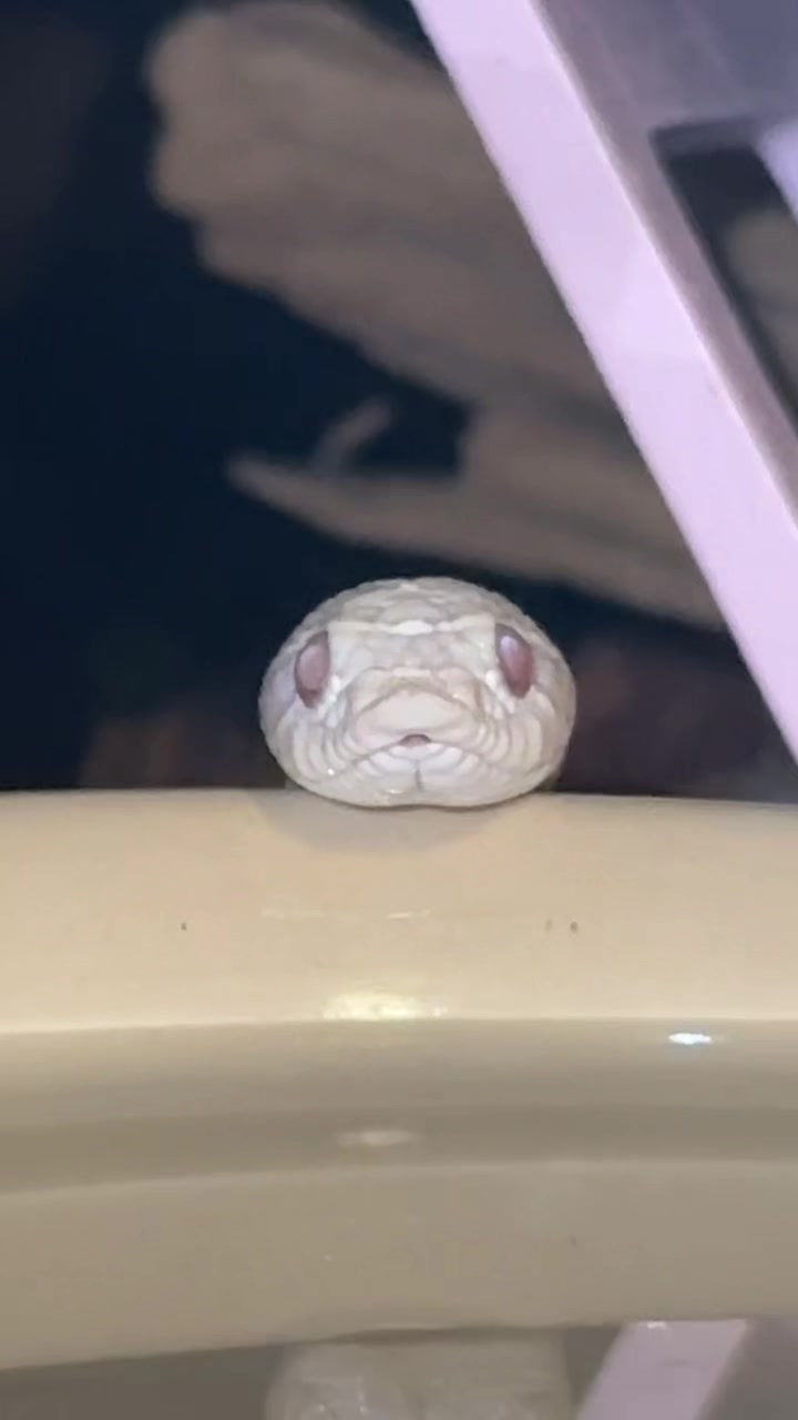 @Repti.snoot