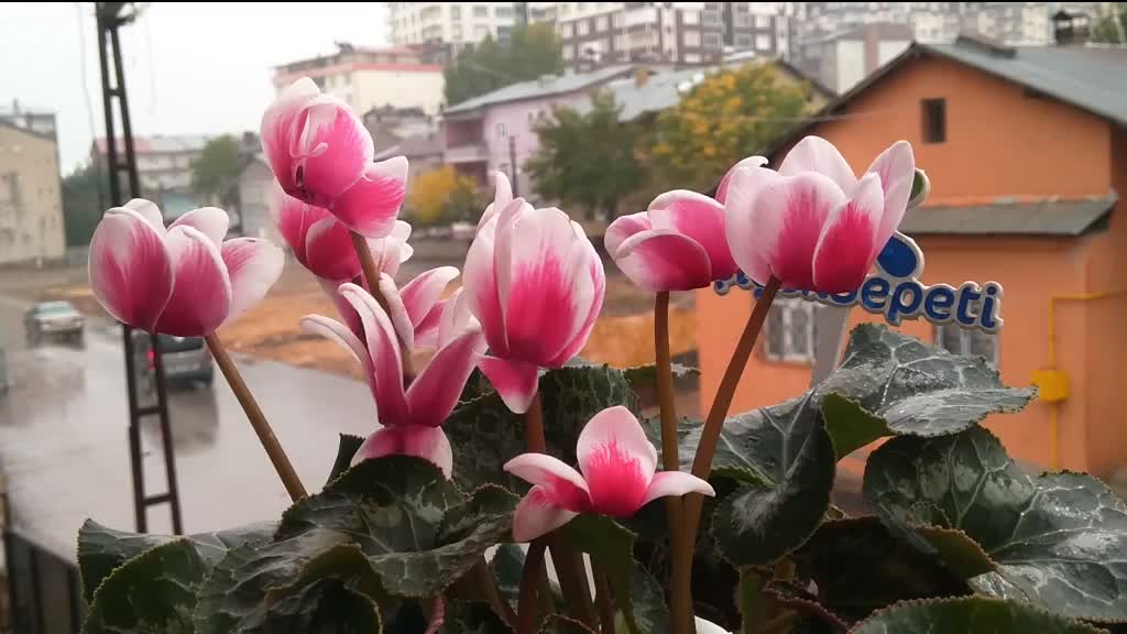 @Enes polat