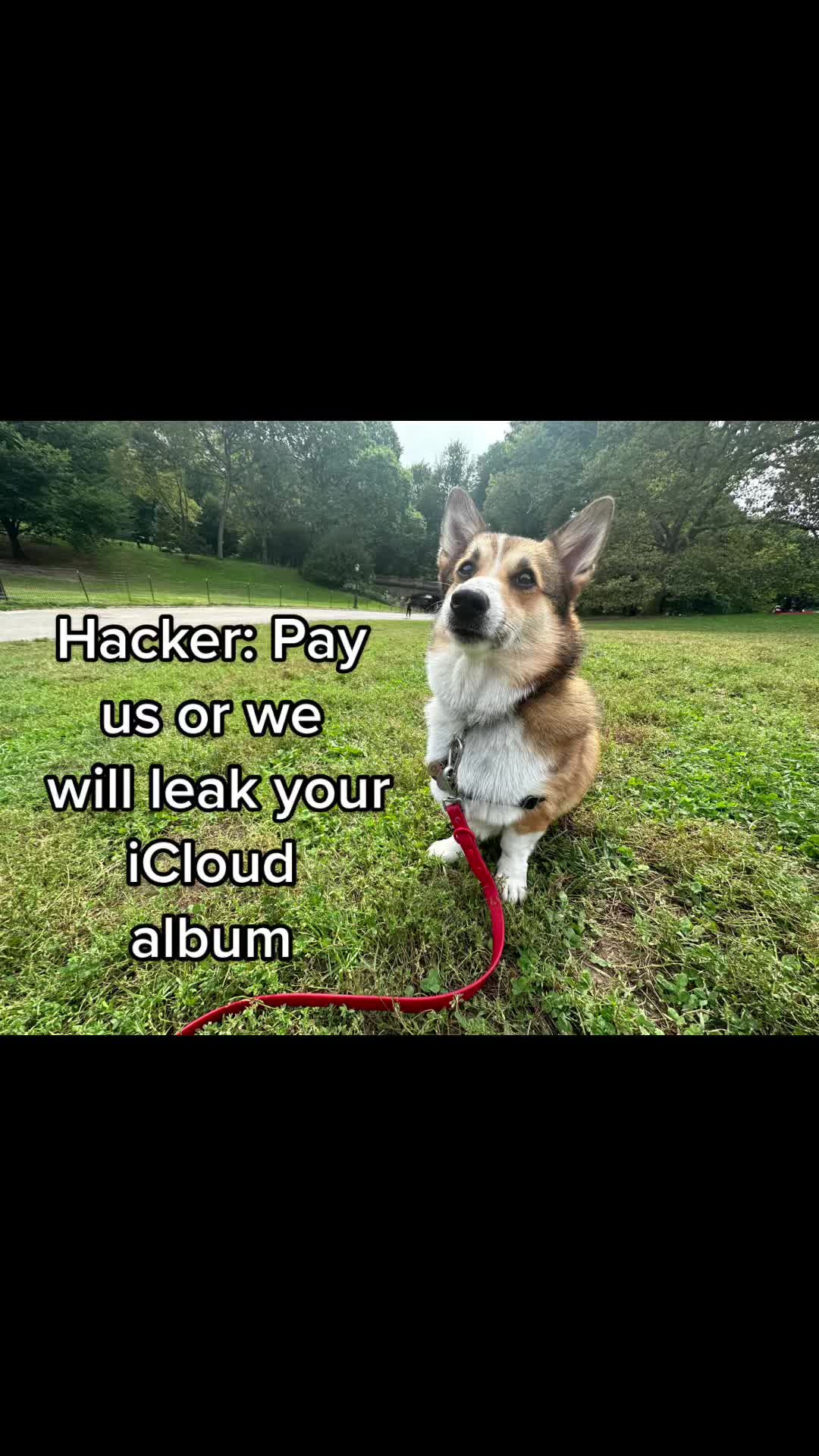 @Ollie The Corgi