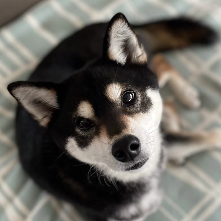 @☀️黒柴犬ひめ☀️