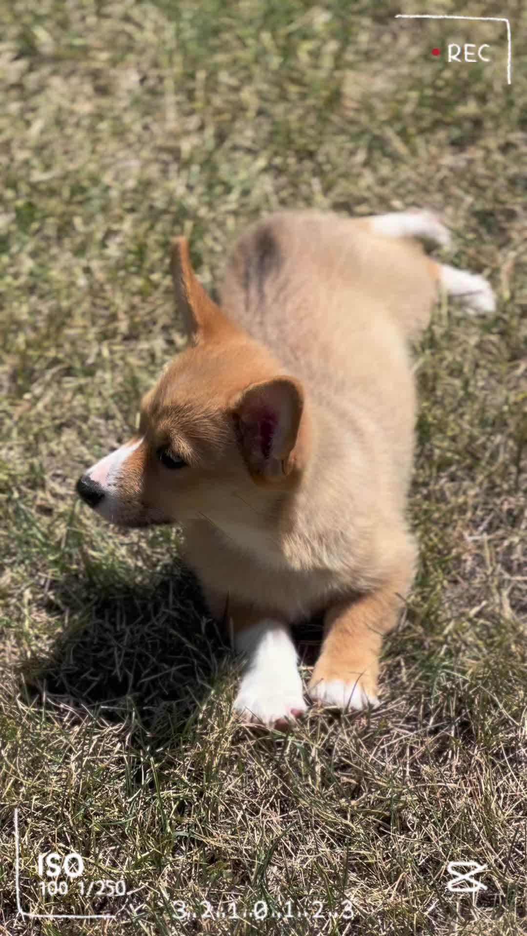 @CorgiMonty