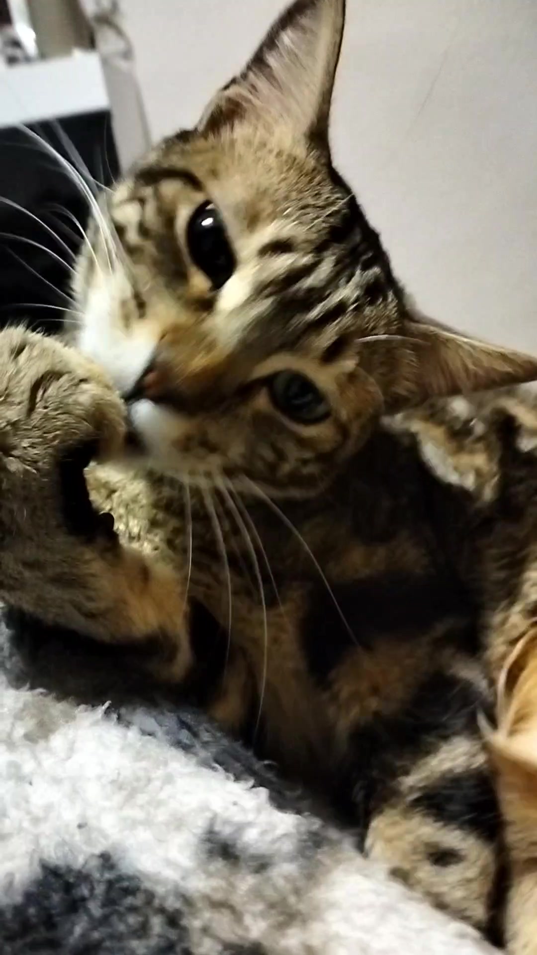 @lalocadelosgatos