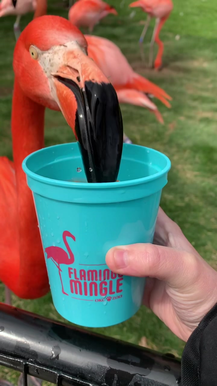@okczoo