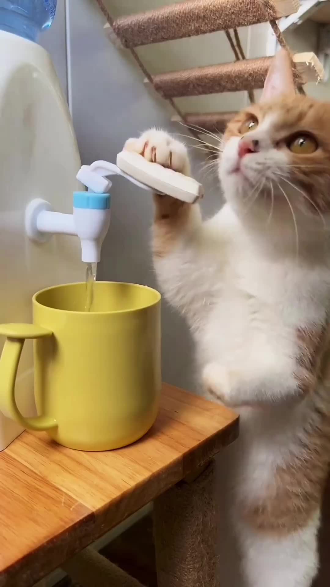 @Mr.Cat