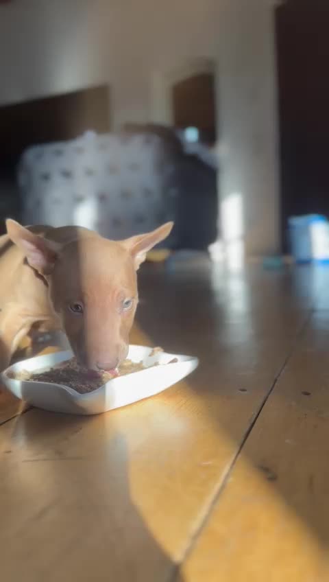 @Mini Bull Terriers from Hell