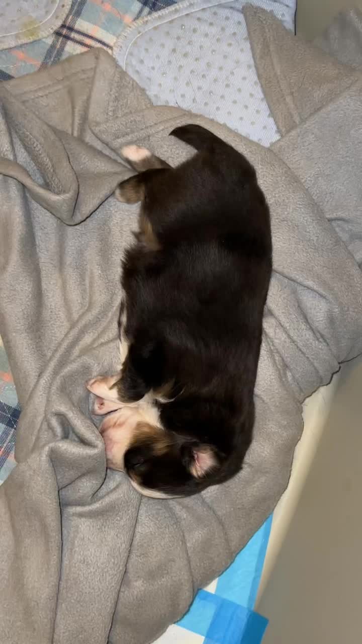 @Happy Tails Rescue, Inc.