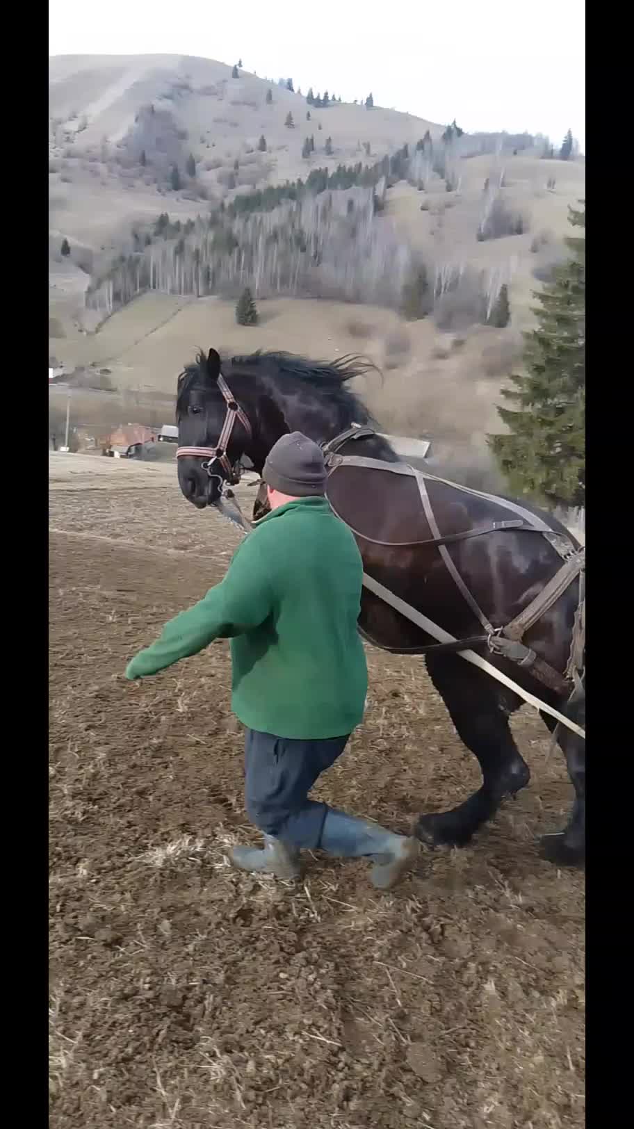 @🐴👑❤️🔥