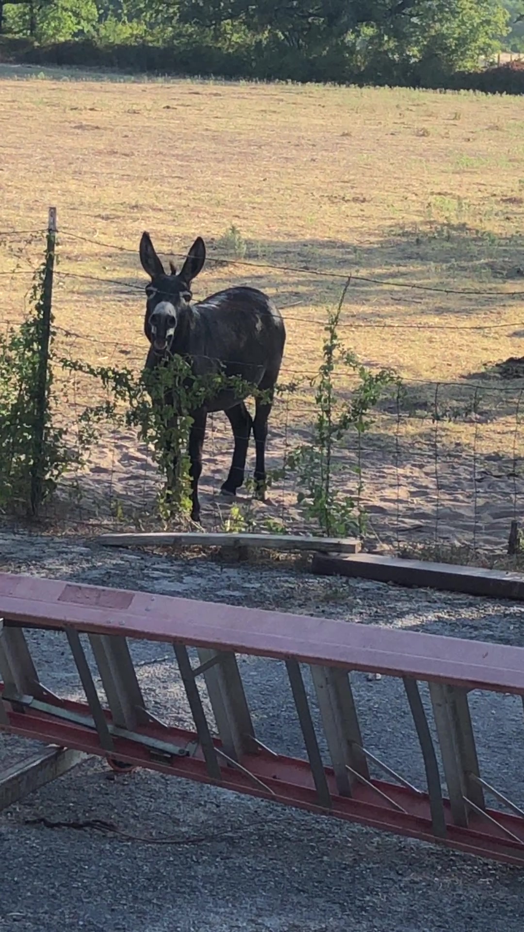 @DonkeyDaily