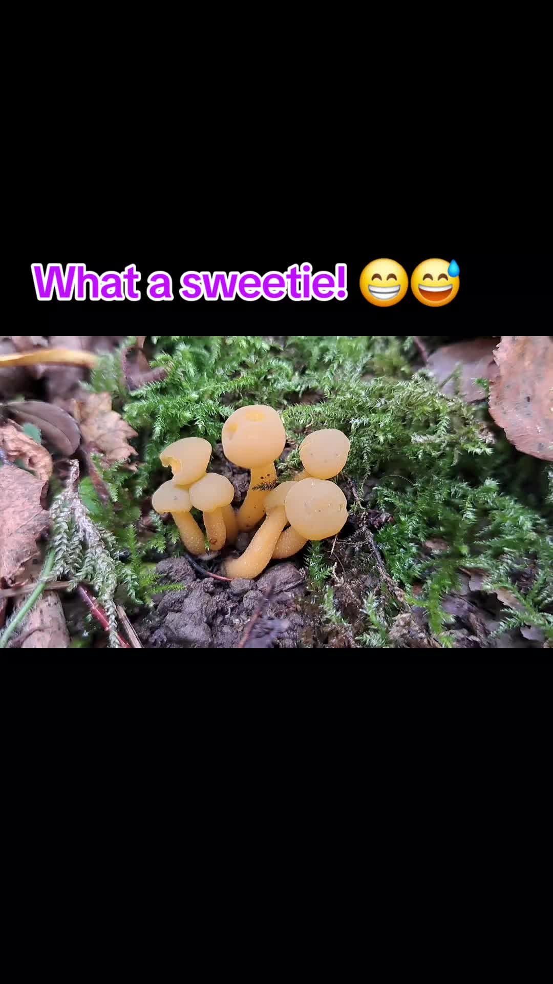 @Wild_About_the_Woods