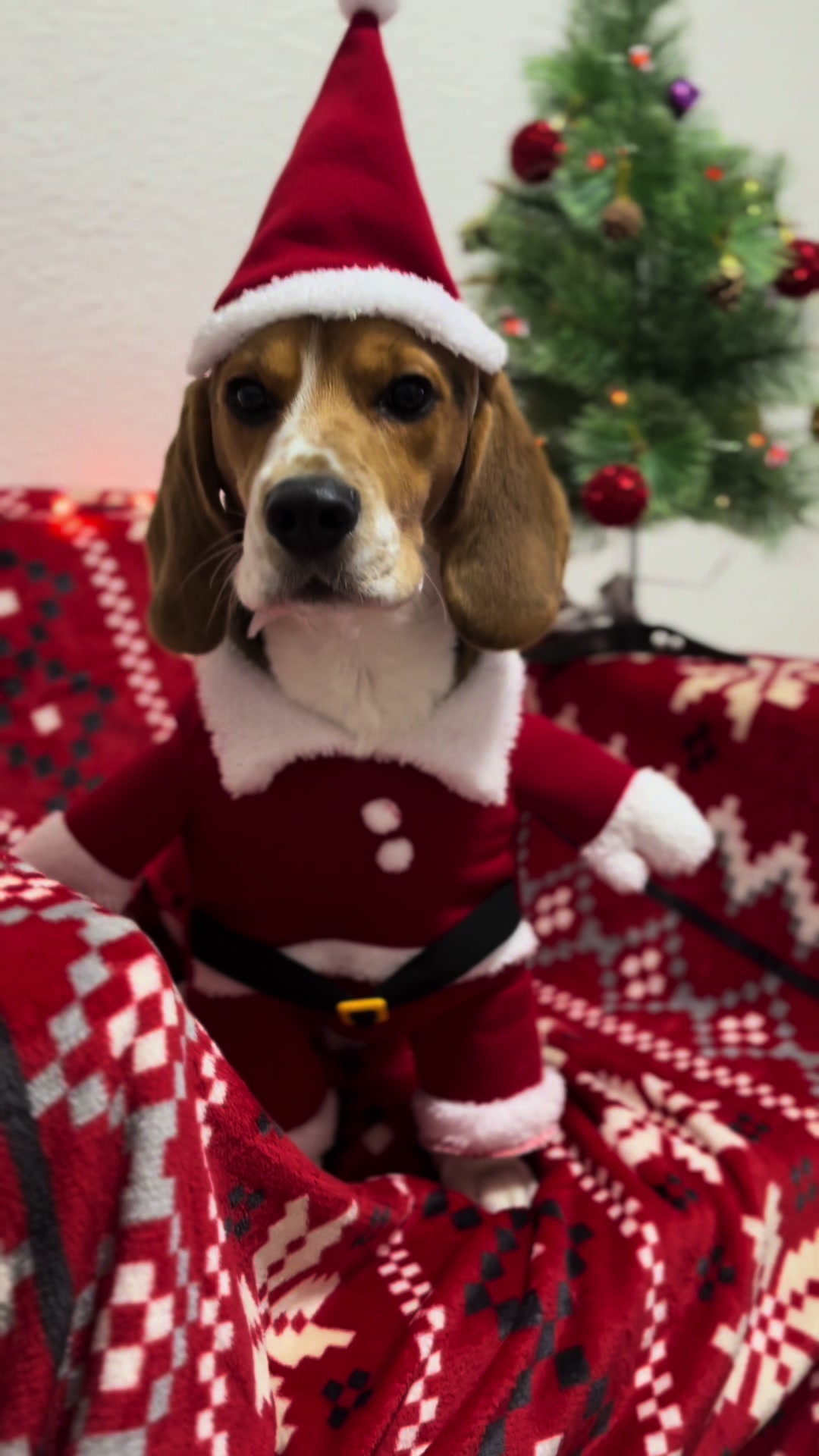 @biggieelbeagle
