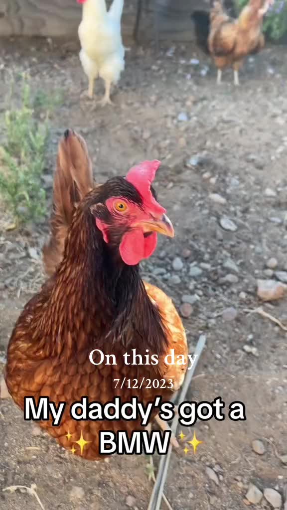 @Seven_mightyhens