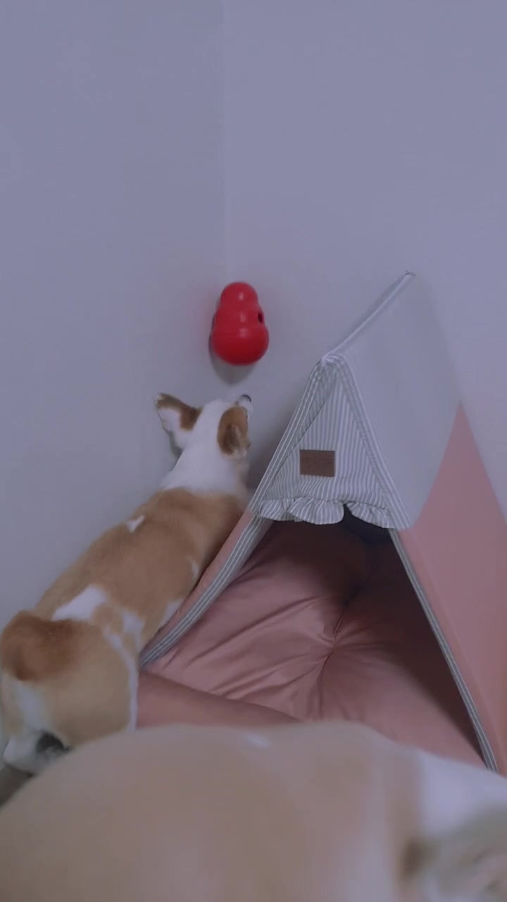 @레몬바라보리