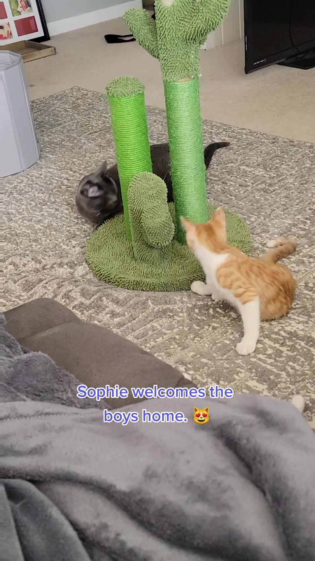 @Sophie the Blind Kitty