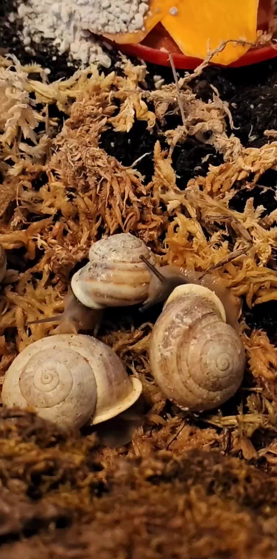 @TheReptileCompanyofWisconsin