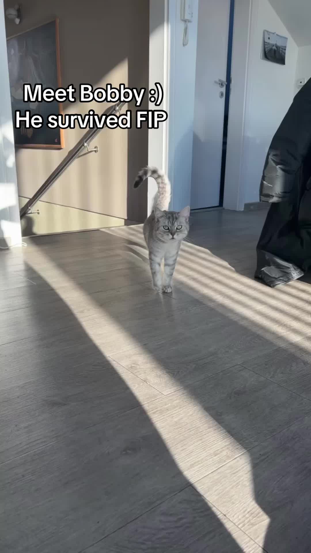 @mysterymiau