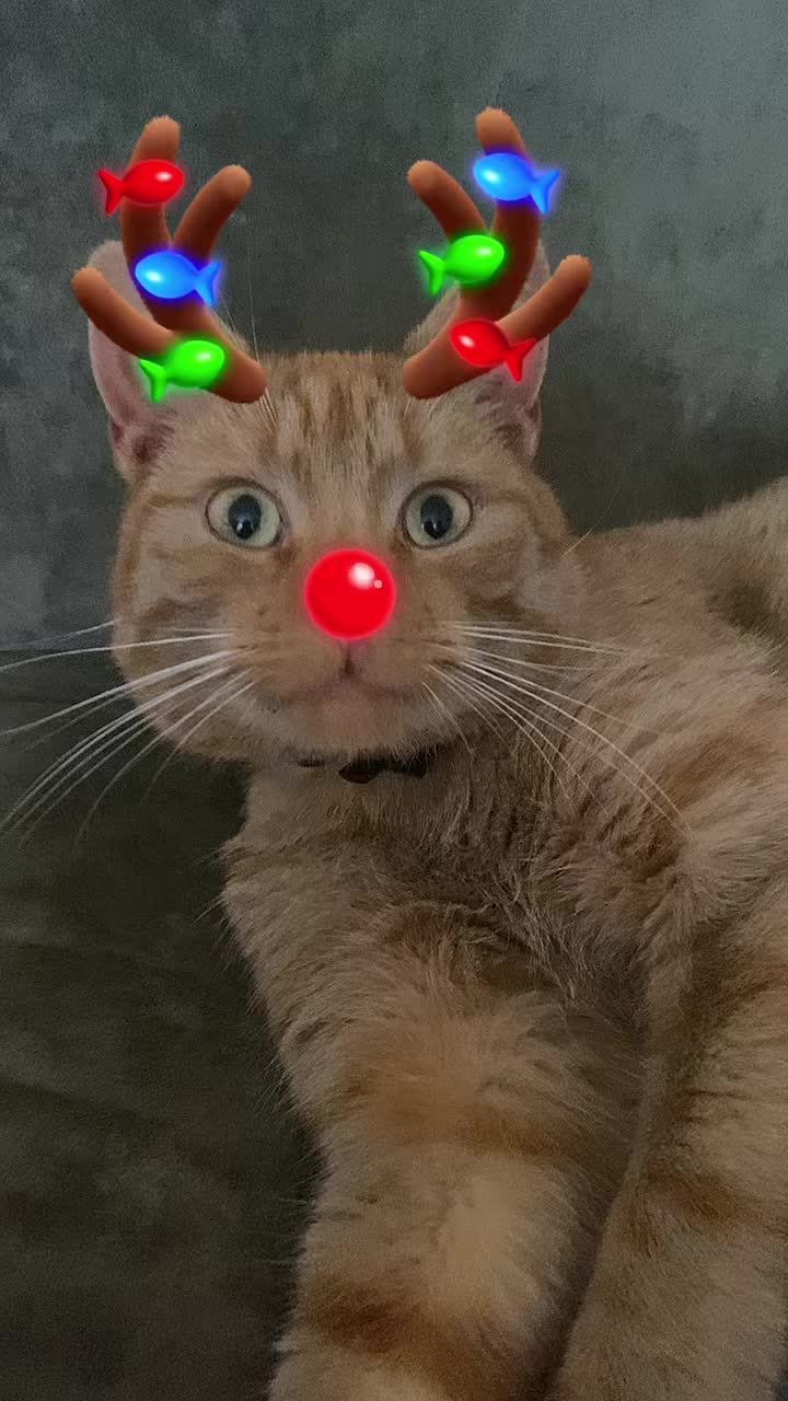 @kocimiętka