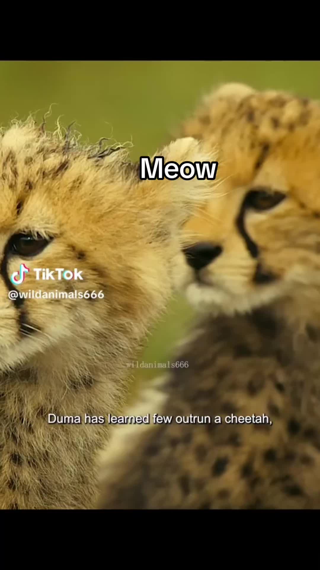 @Ai cheetah