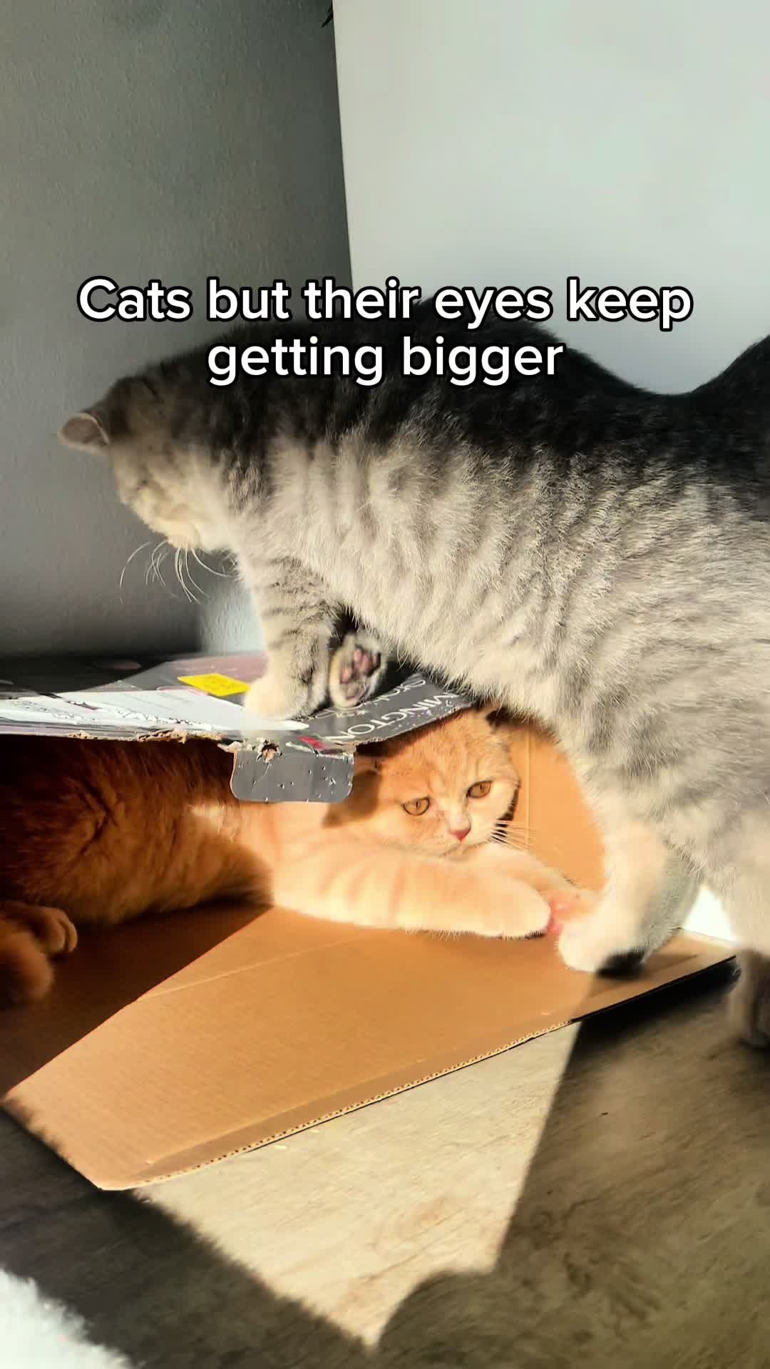 @KittenMitten