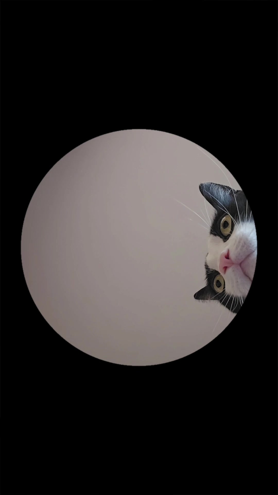 @Sia 🐱