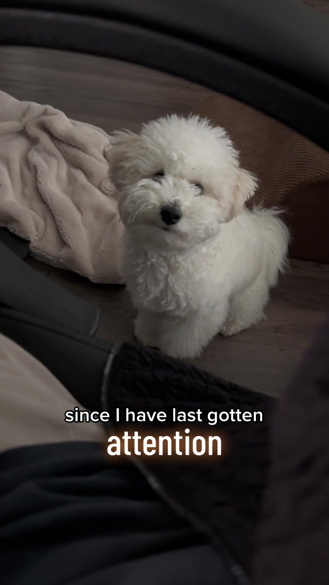@Rui the Bichon