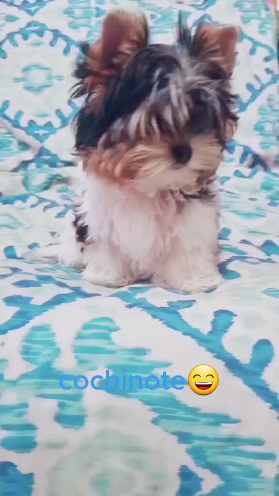 @Biewer Terrier World