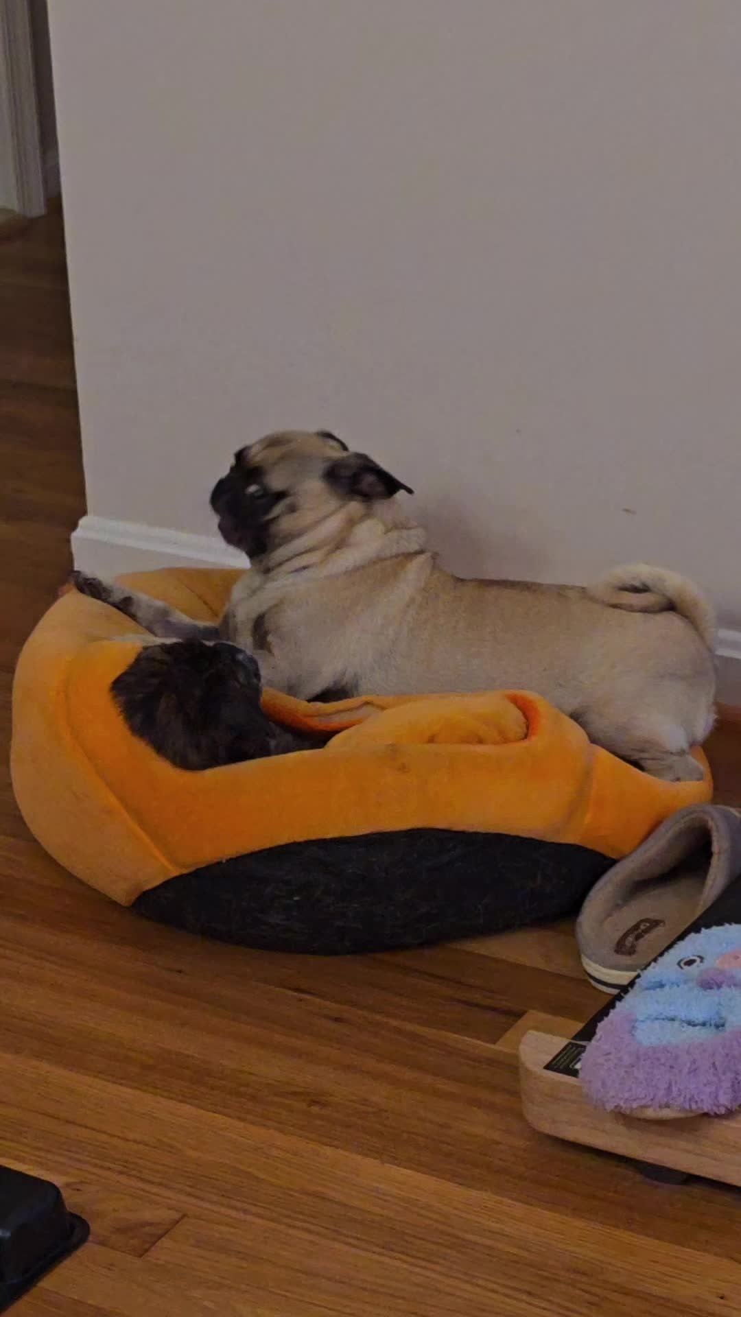 @Bah Humpug