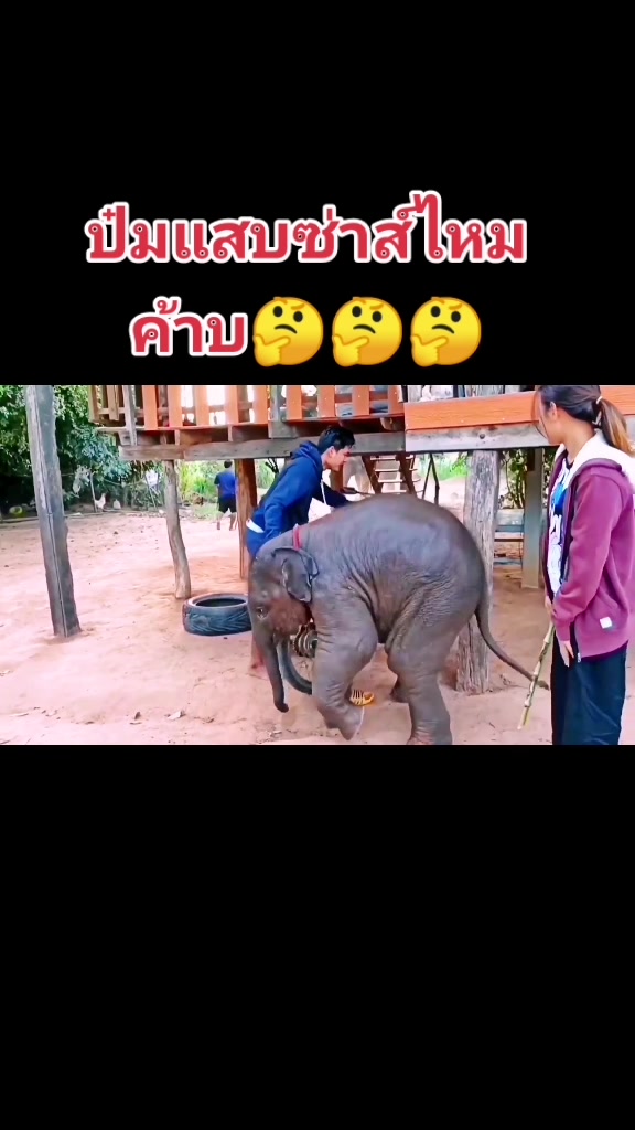 @aoraeeFcMooming🐘❤️