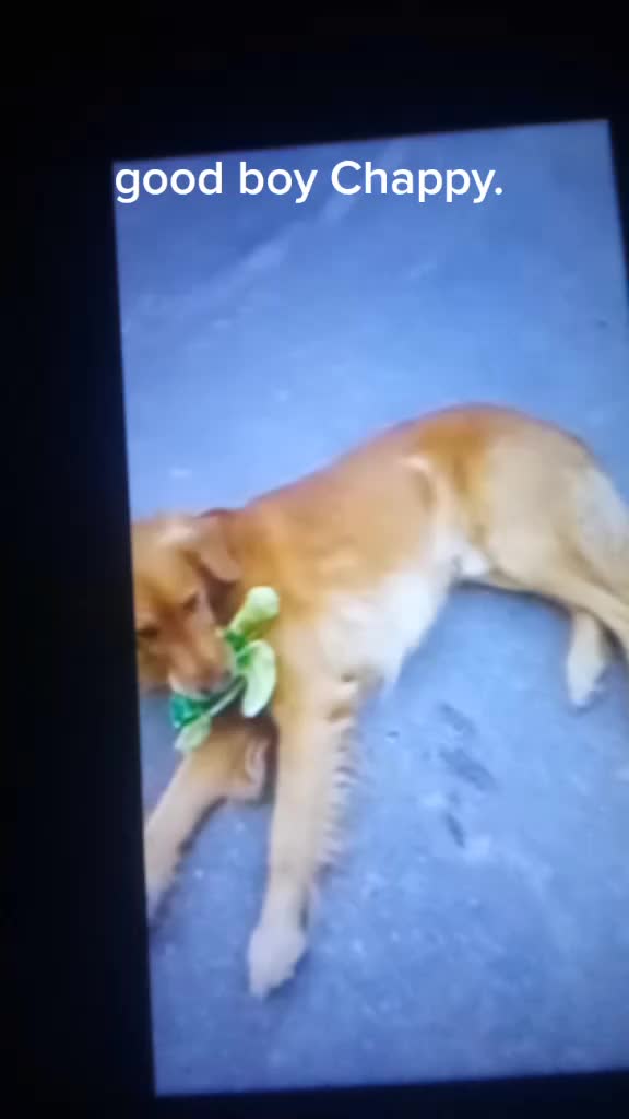 @chappydog75