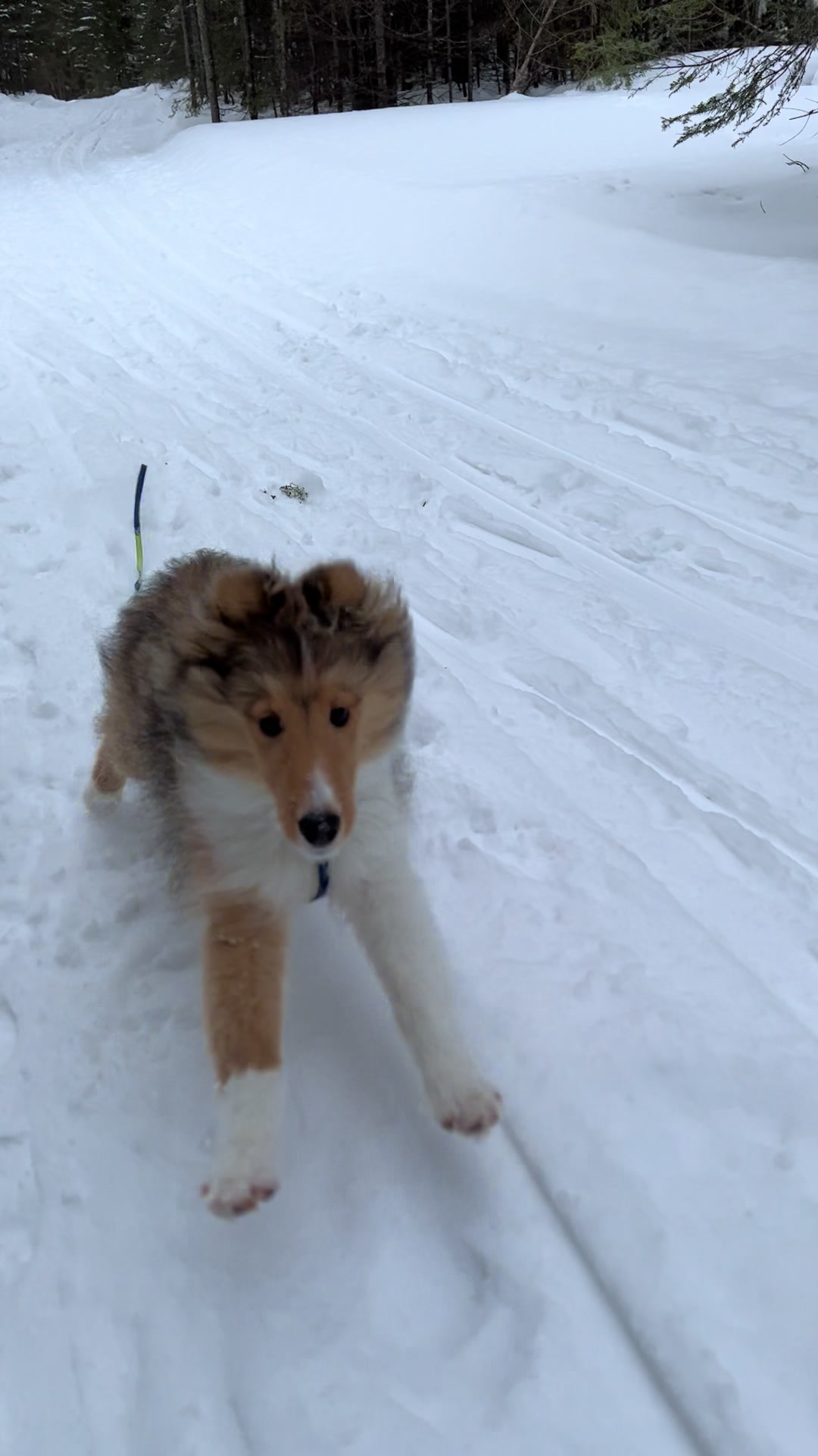 @Pepin The Sheltie