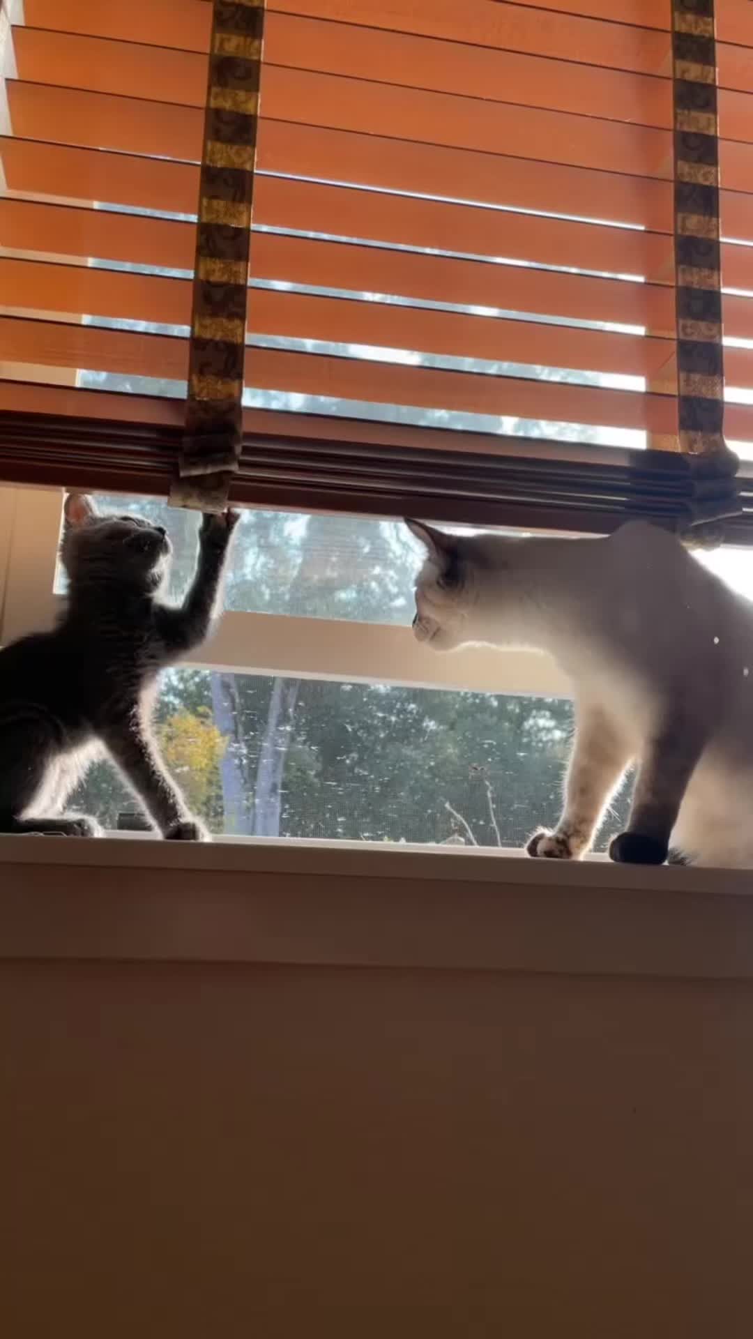 @motel cats