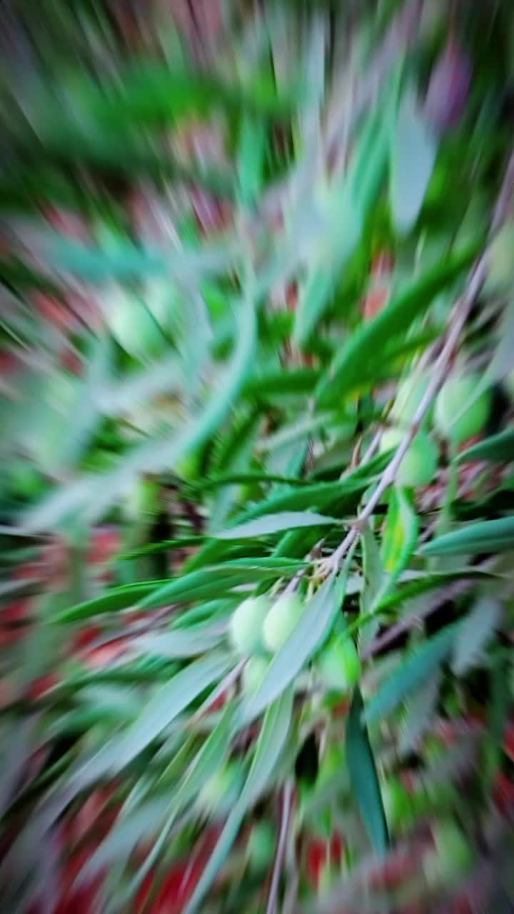 @🫒عٌـِـِِـِـفُـ,ـرينـِِـِـية🫒