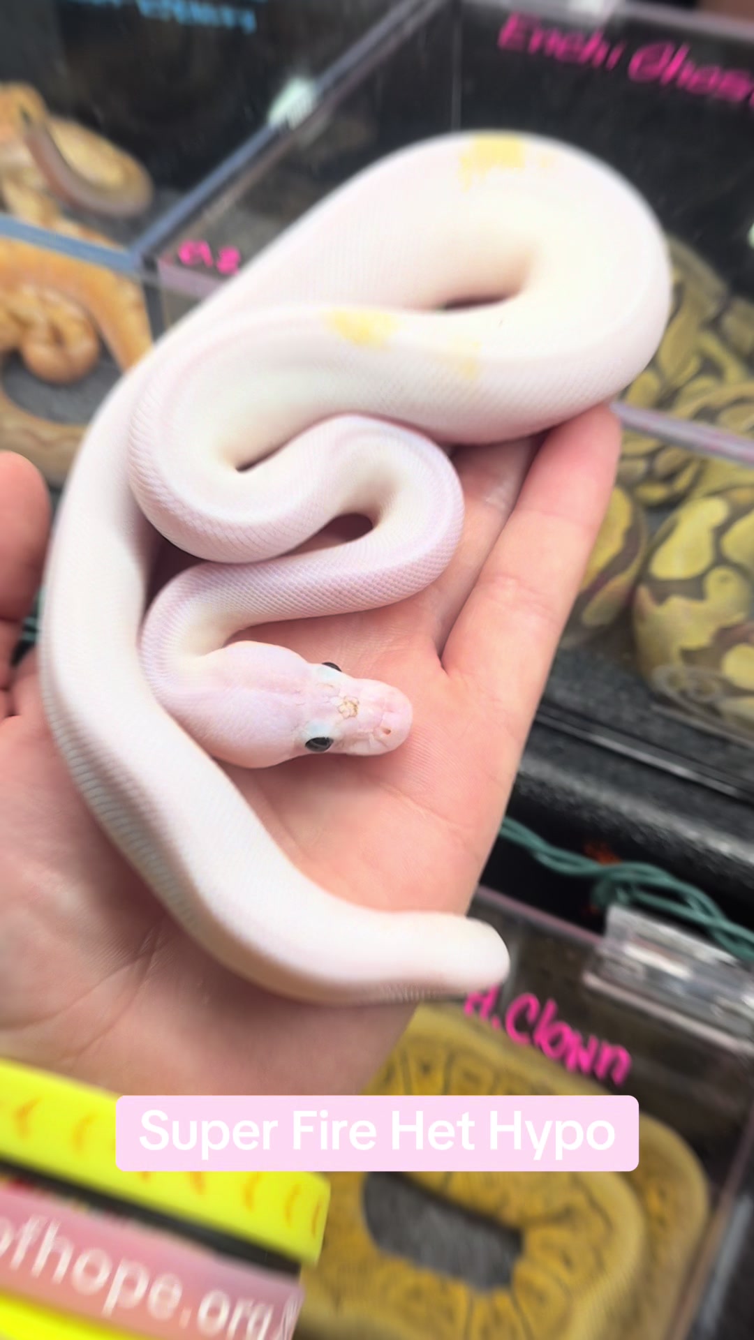 @KMReptiles